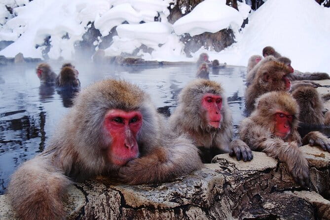 1-Day Winter Tour From Nozawa Onsen: Snow Monkeys, Zenko-ji Temple & Sake - What the $150.89 price really covers