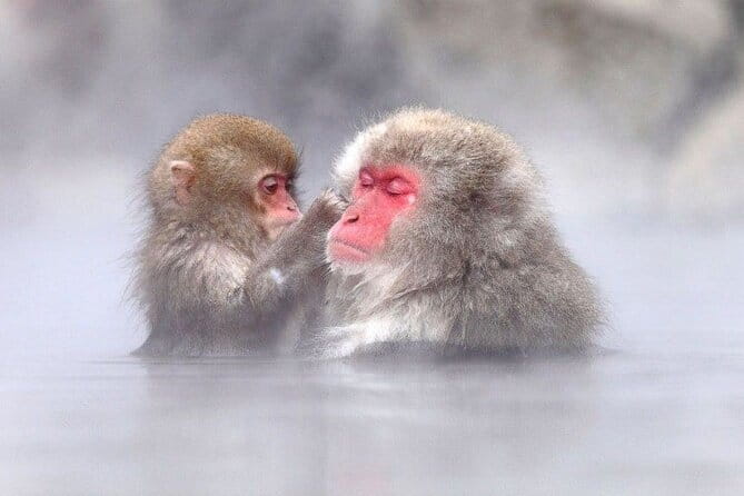 1-Day Winter Tour From Nozawa Onsen: Snow Monkeys, Zenko-ji Temple & Sake - Winter clothing and timing matter