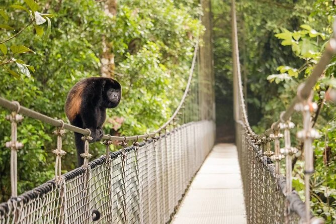 3 in 1 Combo: La Fortuna Waterfall, Hanging Bridges, Thermal Spa from San José - What the $249 price really covers
