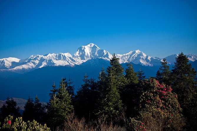 7 Days Annapurna Base Camp Trek from Pokhara with Hot Spring - Day 5: The long descent from Annapurna Base Camp to Bamboo