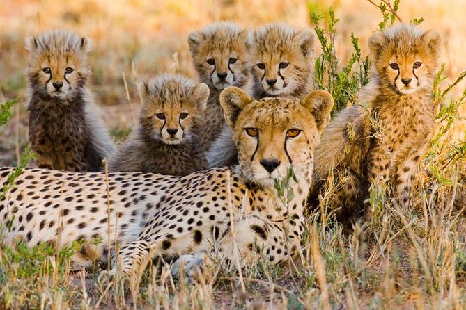 7Day Serengeti Migration (Ndutu), Crater, Hot Springs & City Tour - Why Ndutu makes this seven-day safari special