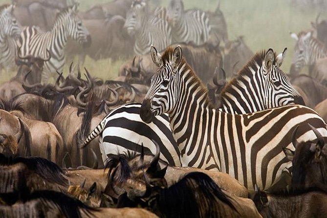 7Day Serengeti Migration (Ndutu), Crater, Hot Springs & City Tour - Arusha gives the safari a local finish