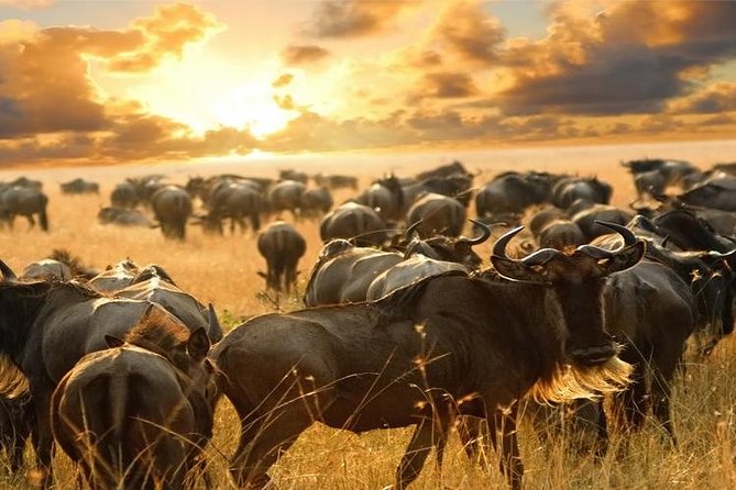 7Day Serengeti Migration (Ndutu), Crater, Hot Springs & City Tour - What the $9,600 price really covers