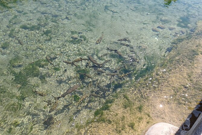 A day tour in Montanejos hot springs. - Who should book this Montanejos day trip