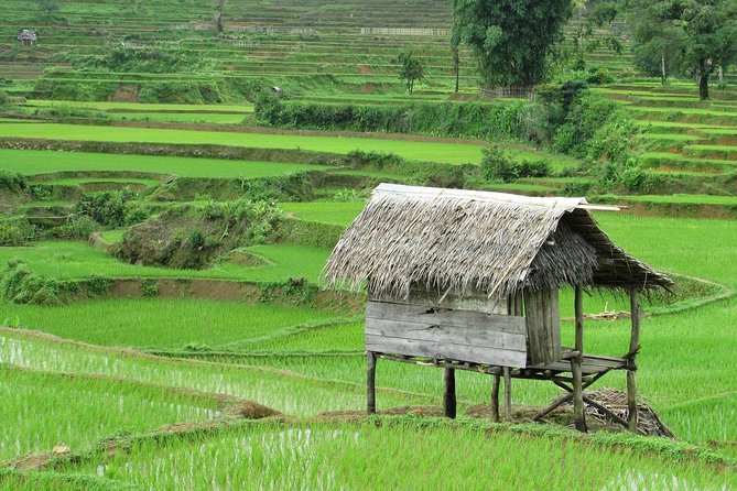 Active Volcano, Rice Field, Hot Spring, Fruit market, Tea Plantation with Lunch - Tea plantation views and a short farm lesson