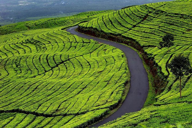 Active Volcano, Rice Field, Hot Spring, Fruit market, Tea Plantation with Lunch - Lembang Fruit Market and four tropical tastings
