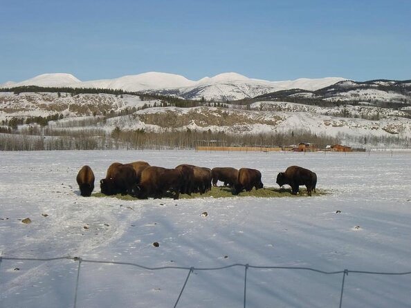 Arctic Day: Yukon Wildlife & Hot Springs Tour | half day - Why this Whitehorse pairing works