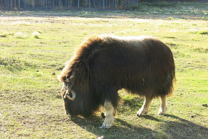 Arctic Day: Yukon Wildlife & Hot Springs Tour | half day - The Yukon Wildlife Preserve: open space instead of city zoo pacing
