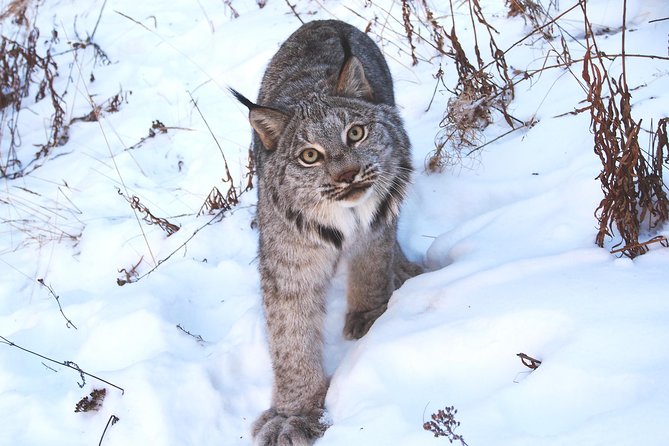 Arctic Day: Yukon Wildlife & Hot Springs Tour | half day - Who should book this tour?