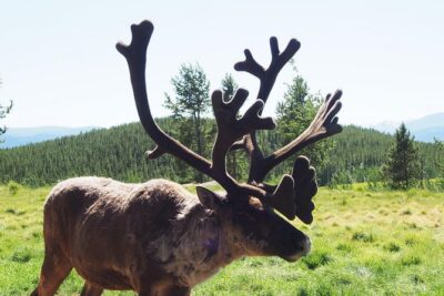 Arctic Day: Yukon Wildlife & Hot Springs Tour | half day