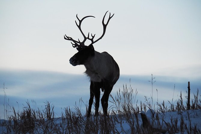 Arctic Day: Yukon Wildlife & Hot Springs Tour | half day - FAQ