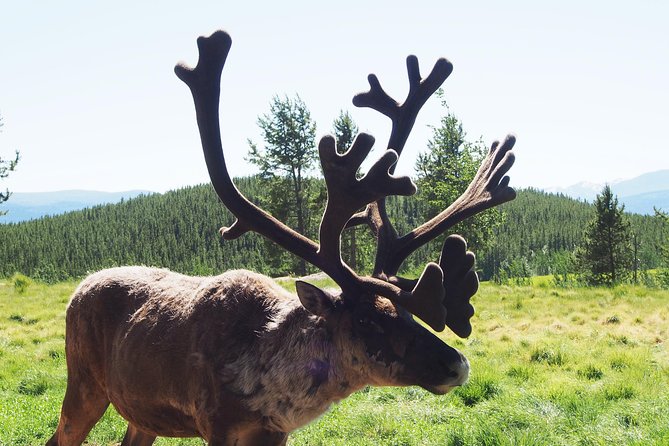 Arctic Day: Yukon Wildlife & Hot Springs Tour | half day - The guide and group size