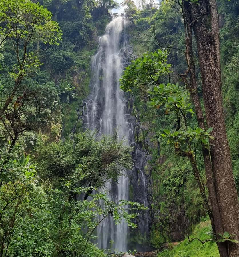 Arusha: Materuni Waterfalls, Hot Springs and/or Coffee Tour - Key details before you book