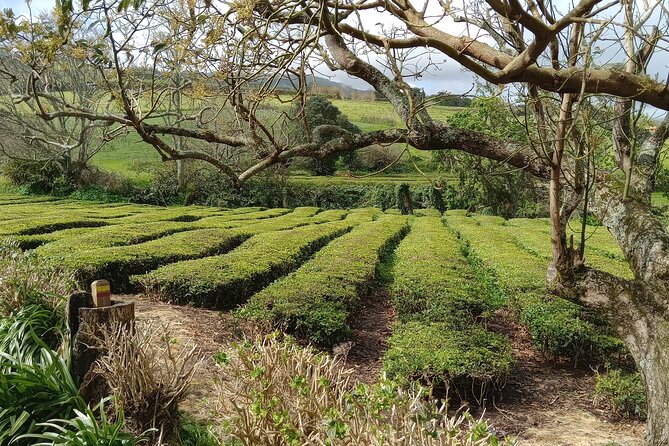 Azores: 1 Day Private Tour Furnas Volcanic Activity & Hot Springs - Furnas Lake and the underground lunch tradition
