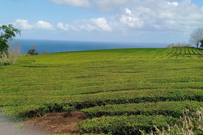 Azores: 1 Day Private Tour Furnas Volcanic Activity & Hot Springs - Vila Franca do Campo and a local sweet