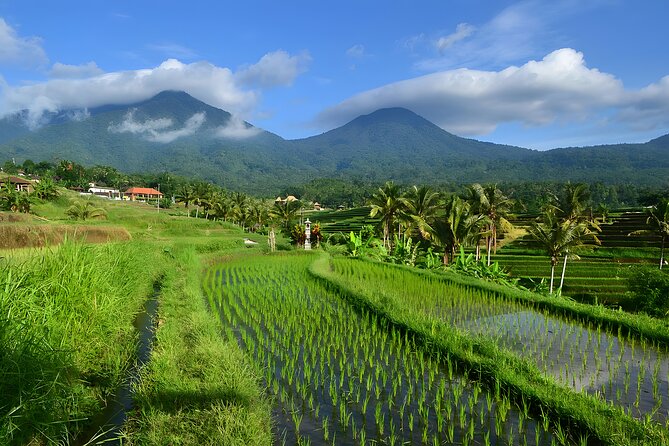 Bali Tour: Lake, Iconic Gate, Temple, Hot Spring and Rice Terrace - What your private driver adds