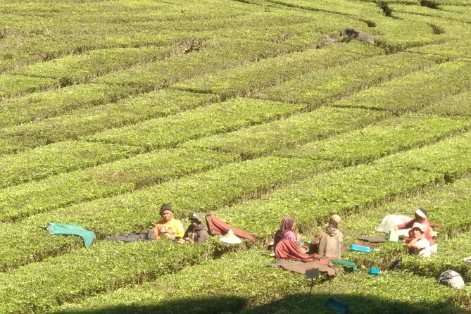 Bandung Volcano Sightseeing and Hot Spring Private Tour - Rancabali tea plantation: a quieter hour between volcanoes