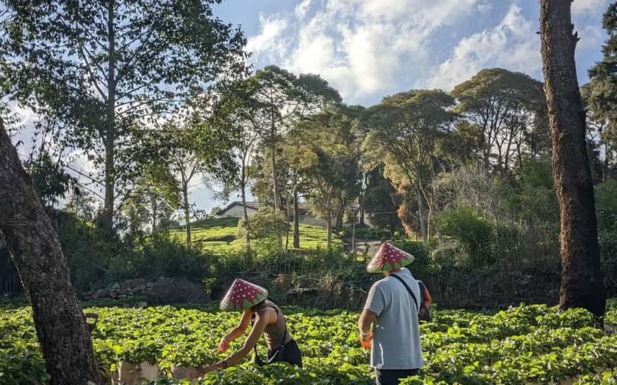 Bandung: White Crater, Scenic Tea Plantations & Hot Spring - Guides make the biggest difference
