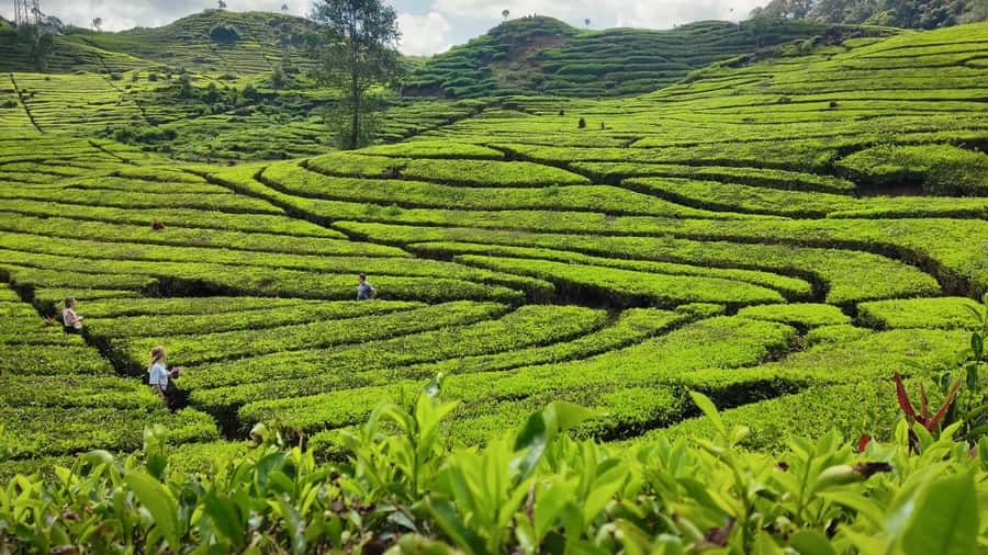 Bandung: White Crater, Scenic Tea Plantations & Hot Spring - What the $48 price really buys you