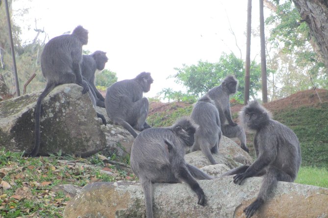 Batu Caves,Hot Spring, Monkey & Fireflies Tour with Dinner - Bukit Malawati and the silver-leaf monkeys