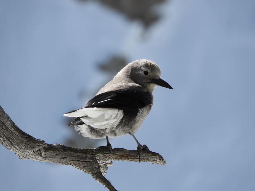 Birding Hike and Hot Spring Soak from Denver - A spruce-fir forest made for slow looking