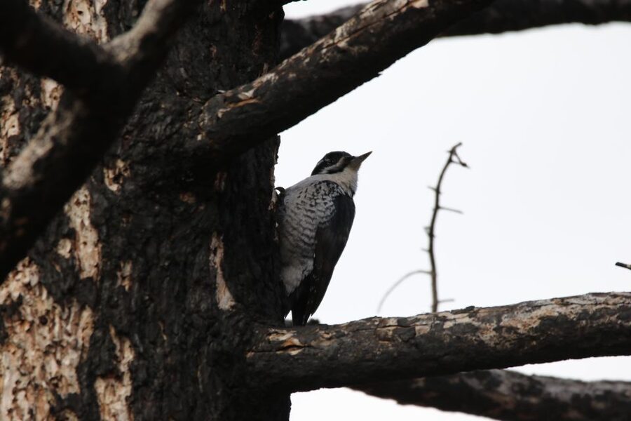 Birding Hike and Hot Spring Soak from Denver - What the $275 price really covers