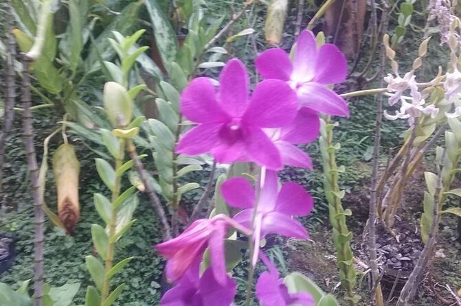 CFC Hot Spring Mud Pool,Garden Of Sleeping Giant And Village Visit Half Day Tour - Who will enjoy this Fiji tour most