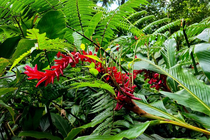 Dominica Adventure Hiking, Swimming, and Hot Springs Tour - Walking into the rainforest at Middleham Falls