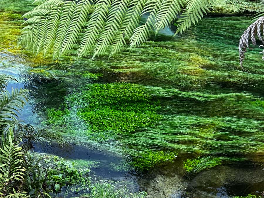 Ex Auckland: TE PUIA Geothermal, Redwood & Blue Springs - Why Pōhutu Geyser makes this day worth considering