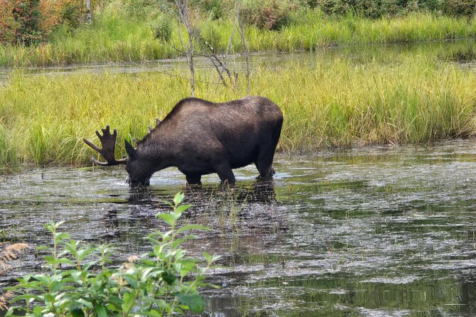 Fire & Ice: Chena Hot Springs, Ice Museum + Aurora Adventure - Who should book this Chena Hot Springs tour?