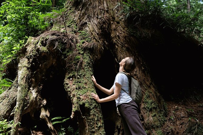 Forest Bathing in Temple and Enjoy onsen with healing power - Walking through the old cedar and cypress forest
