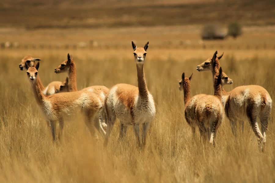 From Arequipa: Colca Valley & Thermal Baths Small-Group Trip - A 3:00 a.m. start from Arequipa