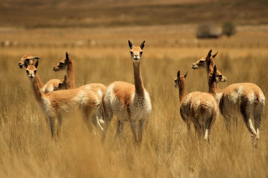 From Arequipa: Colca Valley & Thermal Baths Small-Group Trip - Maca’s church and village stop