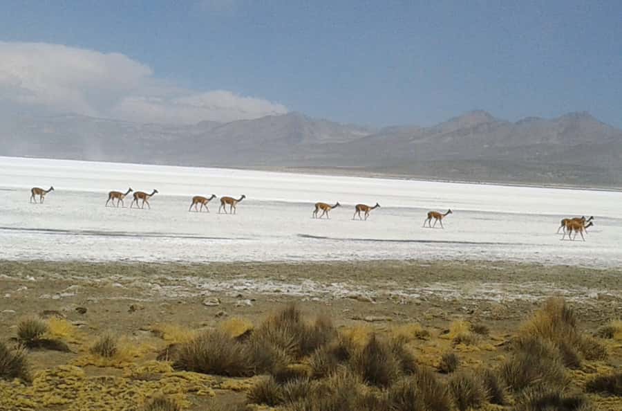 From Arequipa: Salinas Lagoon Full-Day Trip with Hot Springs - Who will enjoy this tour most