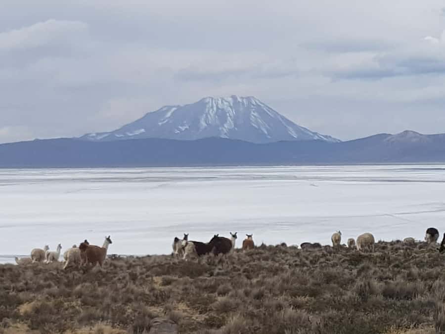 From Arequipa: Salinas Lagoon Full-Day Trip with Hot Springs - Why Salinas Lagoon makes a worthwhile day from Arequipa
