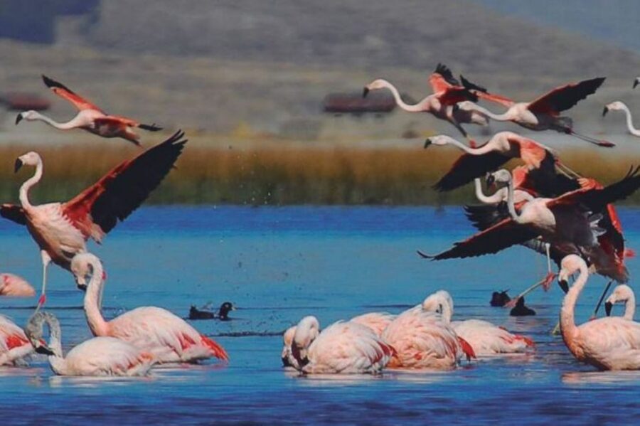 From Arequipa: Salinas Lagoon Full-Day Trip with Hot Springs - Returning through Chiguata to Arequipa