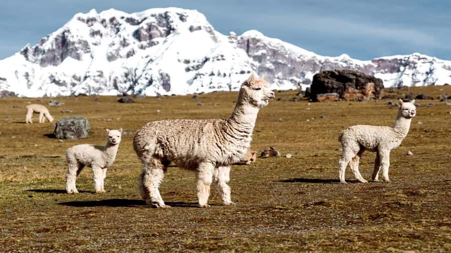 From Cusco: 7 Lagoons of Ausangate Trek with Hot Springs - Key points to know before booking