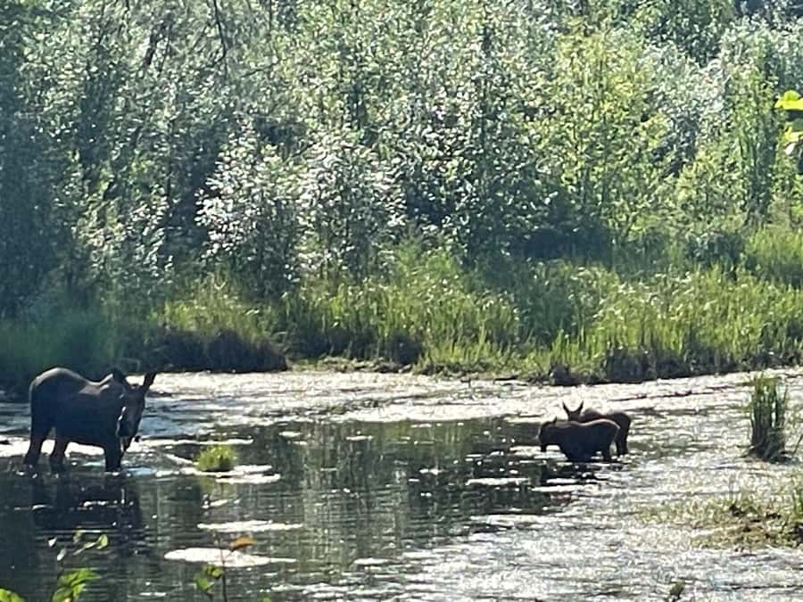 From Fairbanks: Chena Hot Springs Day Tour - Lunch, drinks, and the extra-cost parts of the day