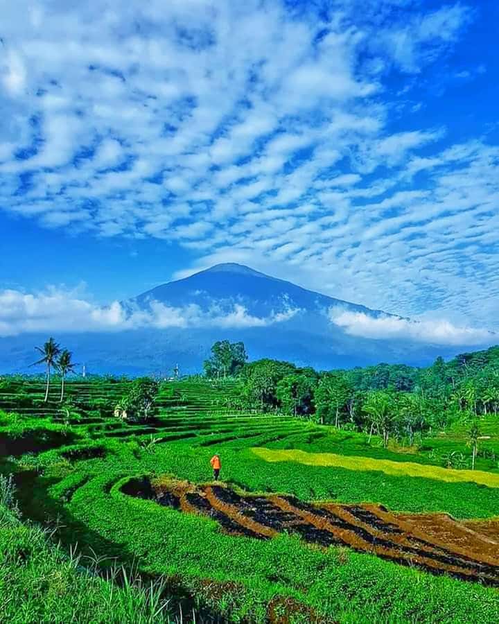 From Jakarta : Volcano, Tea & Rice Fields, Hot Spring - A long but varied day from Jakarta
