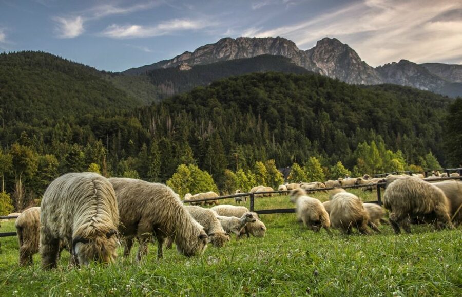 From Krakow: Zakopane & Hot Thermal Springs Private Tour - Chochołów and its wooden houses