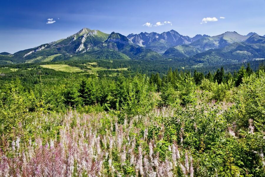 From Krakow: Zakopane Tatra Mountains & Hot Springs Tour - Krupówki Street, Zakopane’s busy center