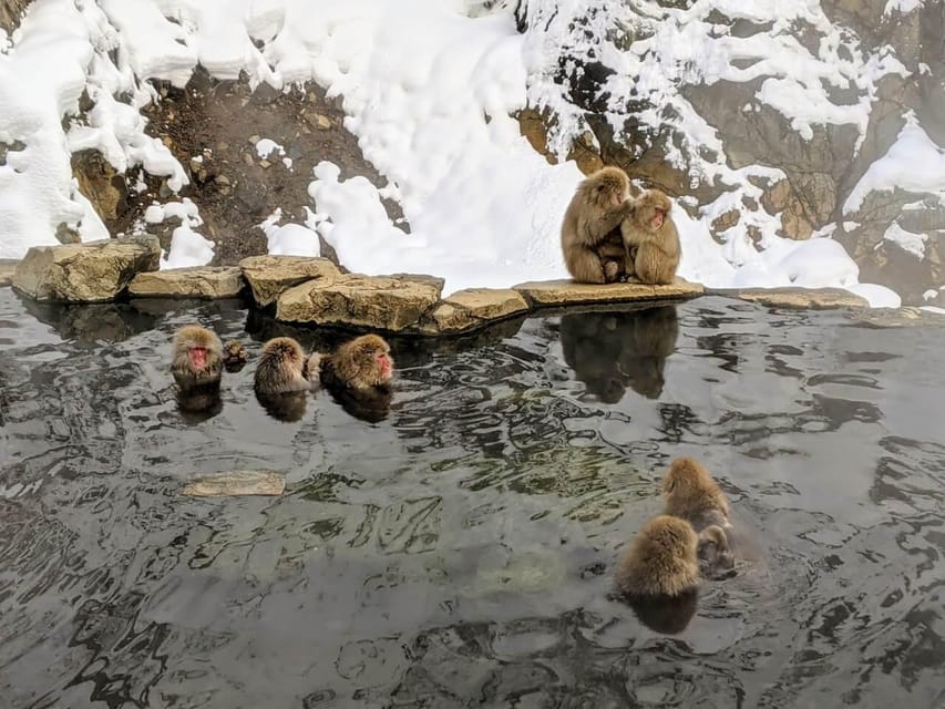 From Nozawa Onsen: Snow Monkeys and Zenko-ji Day Trip & Sake - Why the snow monkeys are worth the effort