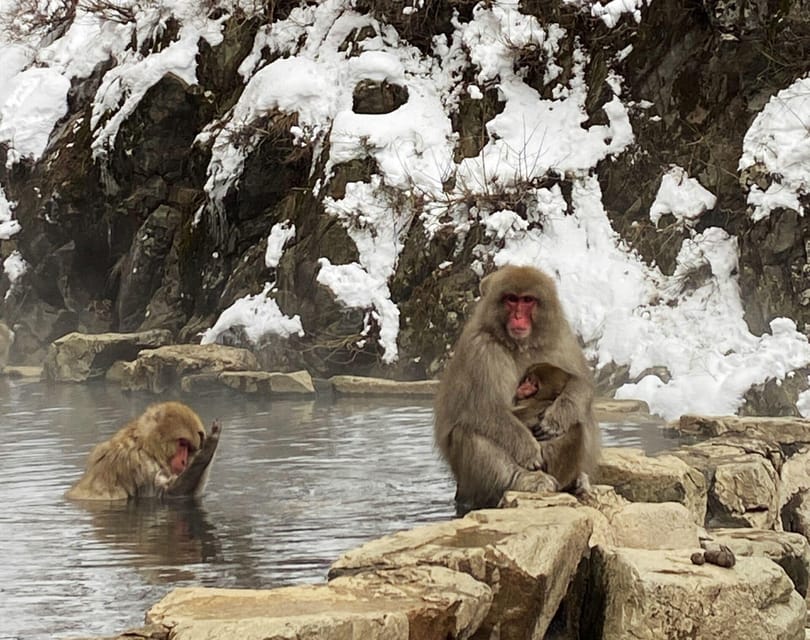 From Nozawa Onsen: Snow Monkeys and Zenko-ji Day Trip & Sake - Should you book the snow monkey and Zenko-ji tour?