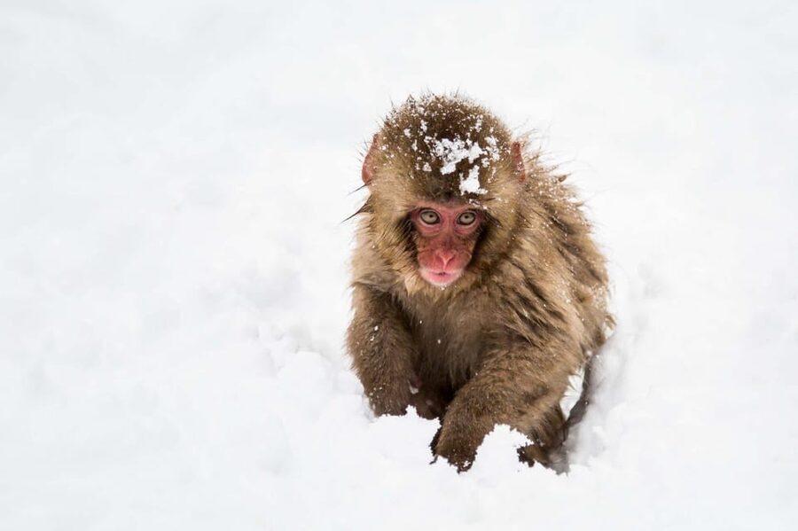 From Nozawa Onsen: Snow Monkeys and Zenko-ji Day Trip & Sake - The 70-minute ride from Nozawa Onsen