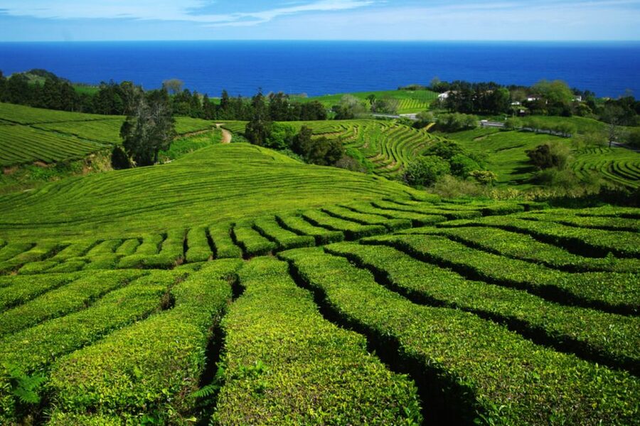 From Ponta Delgada: Lagoa do Fogo & Hot Springs Day Trip - Guides, languages, and the small van