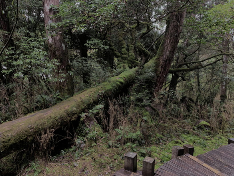 From Taipei: Taipingshan & Jiuzhize Hot Spring Private Tour - Why Taipingshan makes a strong day trip from Taipei