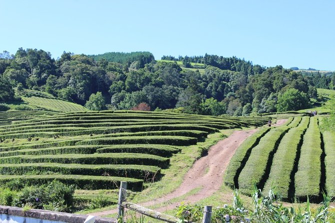 Full Day Furnas, Volcano stew and hot springs - Key points to know before booking