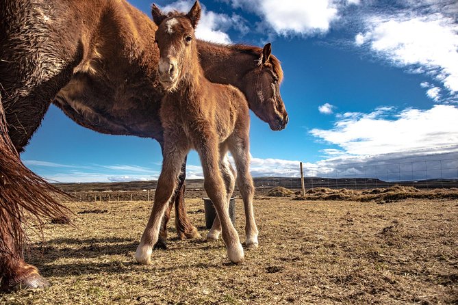 Golden Circle, Secret Lagoon & Kerið Small Group Tour - Gullfoss: Iceland’s most dramatic stop