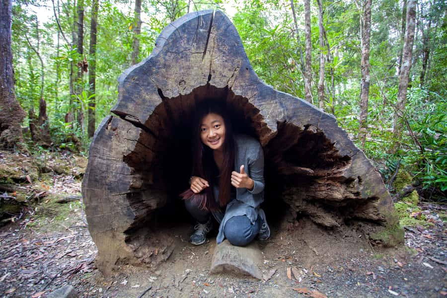 Hobart: Tahune Airwalk, Hastings Cave, Thermal Springs Tour - Two swinging bridges and one easier forest option
