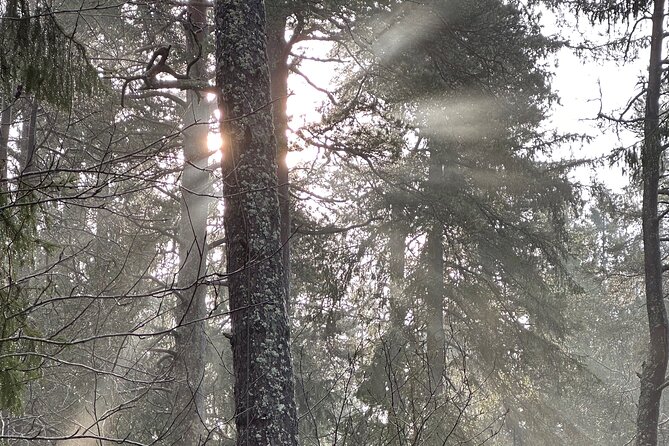 Icebathing and Sauna, Forest Hike and Fireplace Lunch - Private - The ice bath is a choice, not a test